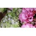 Two Hydrangea Bouquet