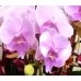 8 Stems Pink Color Phalaenopsis Orchid